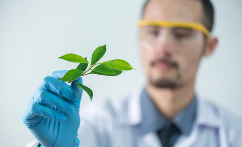 腎虛怎么辦 4物是腎臟的 加油站 ,常吃,腎臟越來越健康